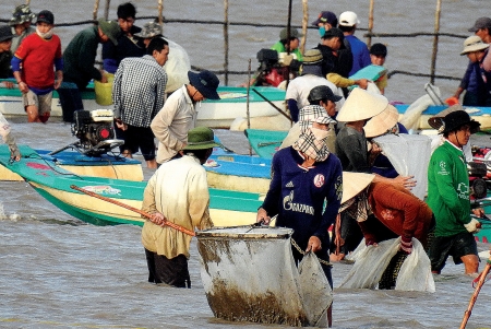 nghêu giống