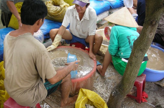 Mua bán nghêu giống