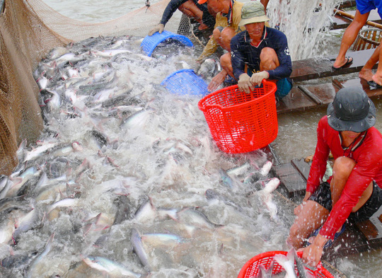 thu hoạch cá tra