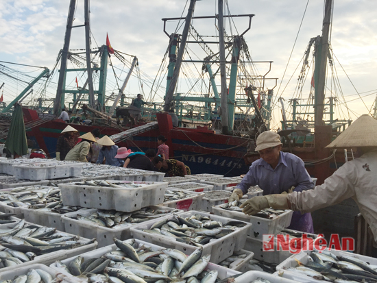 Ngư dân Quỳnh Lưu