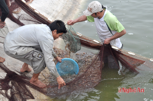 người dân Quỳnh Lưu