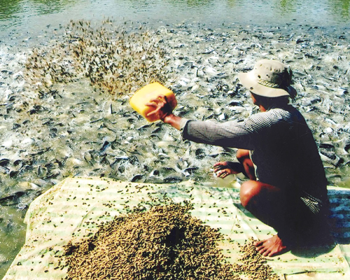 người nuôi cá tra chịu thiệt