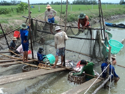 thu hoạch cá tra