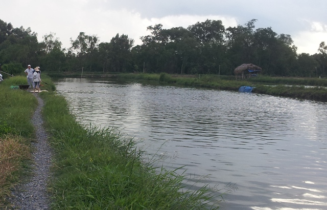 người nuôi cá mong trả nợ