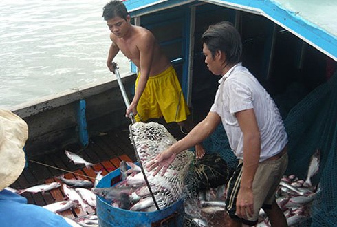 người nuôi cá tra thua lỗ