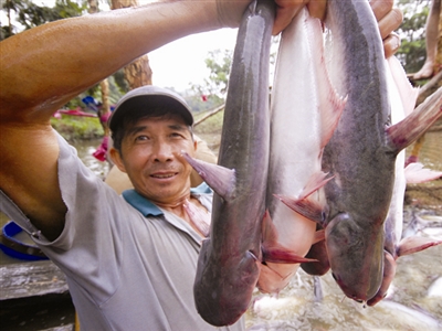 người nuôi cá tra