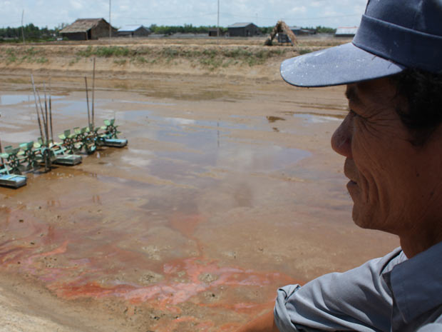 nguoi nuoi tom tra vinh