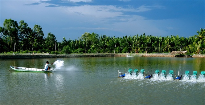 người nuôi tôm