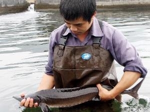 nguồn gốc cá tầm