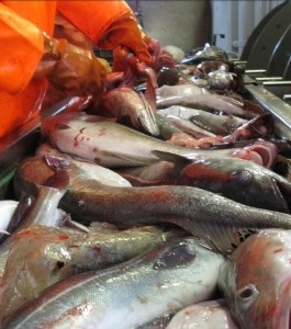 nguồn gốc thủy sản