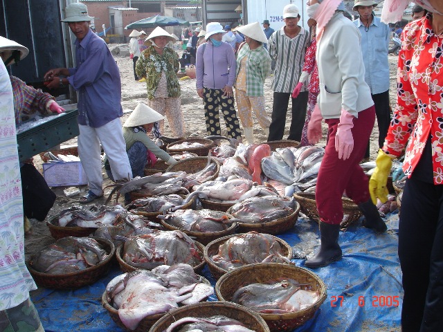 nguồn lợi cá đáy ở biển Việt Nam