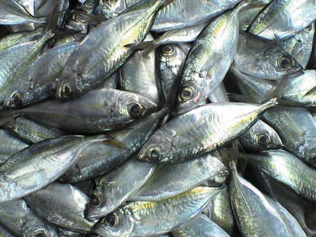nguồn lợi cá nổi nhỏ ở Việt Nam