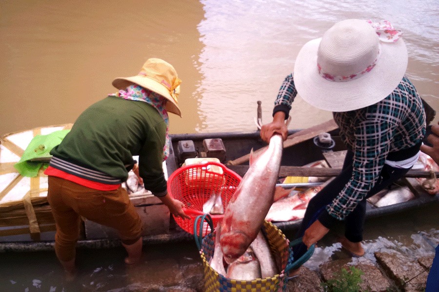 nguon loi thuy san nhieu