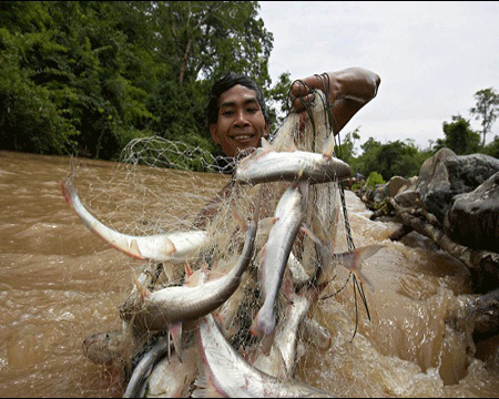Các đập thủy điện khiến cho tổn hại nguồn lợi thủy sản ước tính từ 500 triệu USD đến 1 tỉ USD mỗi năm.