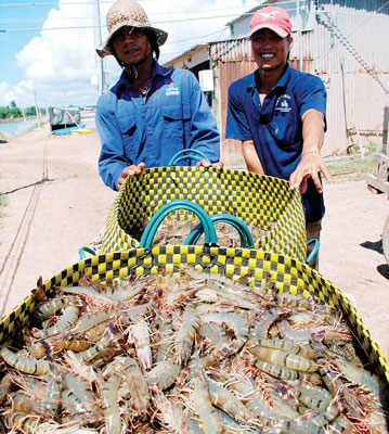 nguồn tôm nguyên liệu
