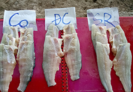Thử nghiệm cho thấy lúa mì và bắp Mỹ có thể nuôi cá da trơn Việt Nam