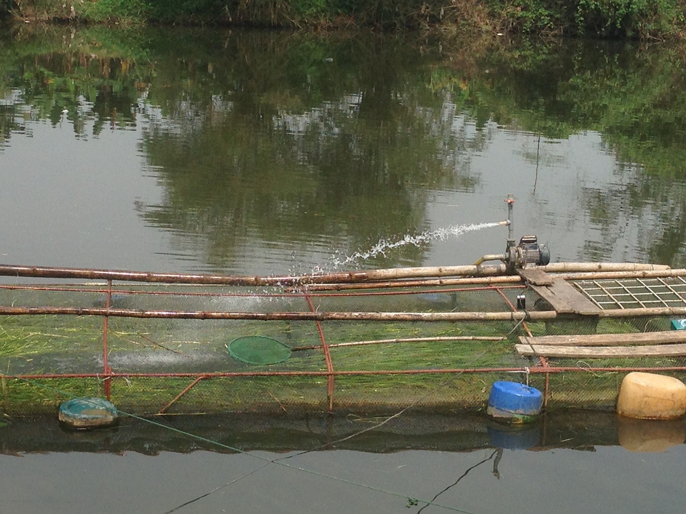 nguyên nhân cá chết ở sông Bồ