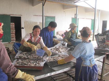 Nhập cá nguyên liệu tại HTX Thiên Phú.