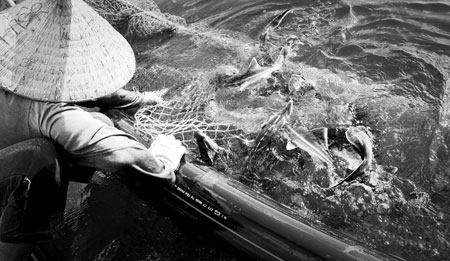 Không ngăn chặn nhập lậu, nghề nuôi cá tầm trong nước sẽ khốn khó.