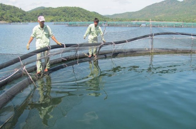 nhập lậu cá tầm