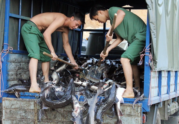nhập lậu cá tầm