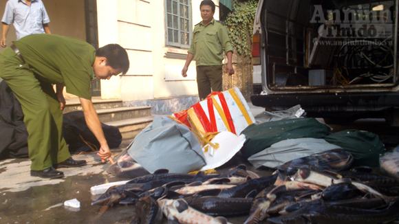 nhập lậu cá tầm