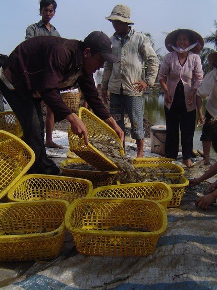 nhập nguyên liệu thủy sản