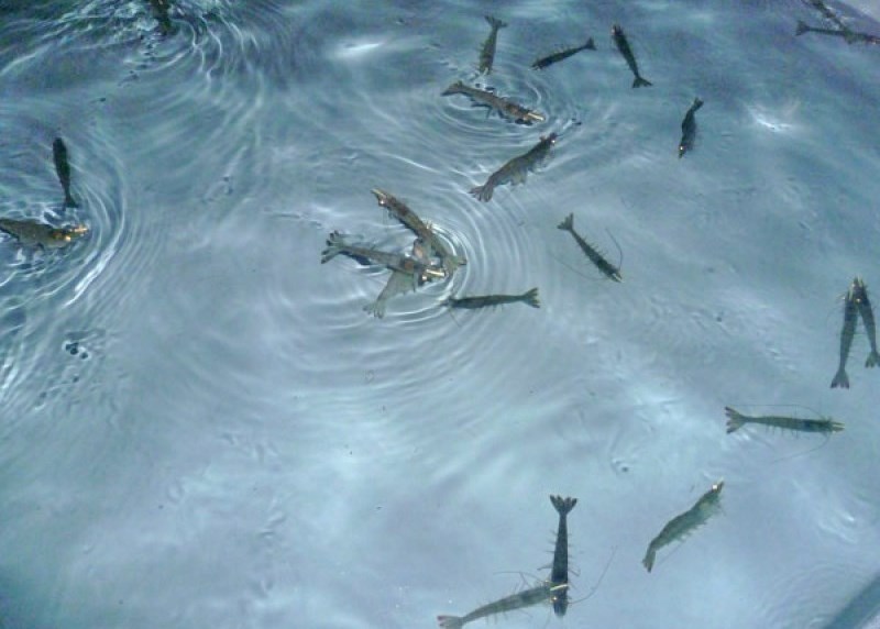 Tôm thẻ chân trắng bố mẹ