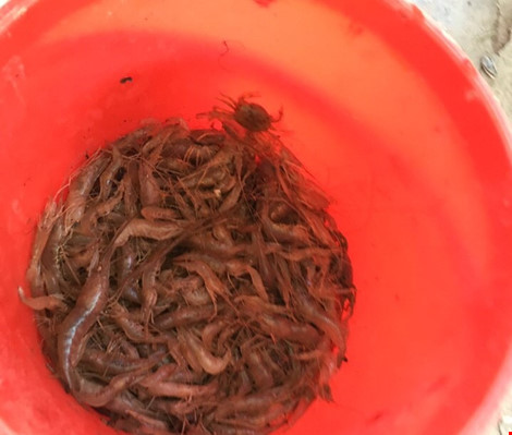 nhặt tôm chết