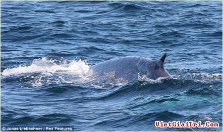 cá voi xanh ở Sydney