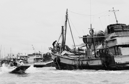 Đội tàu đánh bắt thủy sản của Cà Mau ngày càng hùng hậu, vì thế, tái tạo nguồn lợi thủy sản để khai thác bền vững là vấn đề cấp thiết (Ảnh: Minh Tấn)