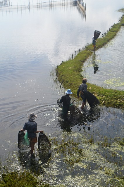 nơm cá
