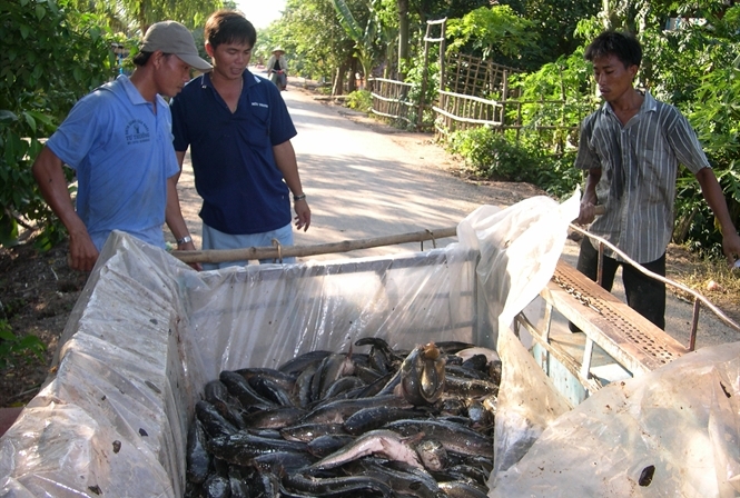 thu hoạch cá lóc