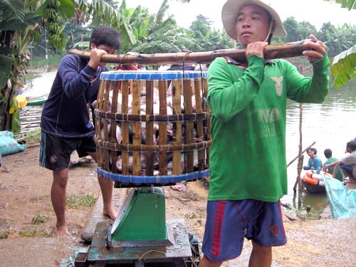 Nông dân nuôi cá tra