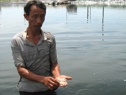 nông dân quảng ngãi tôm chết