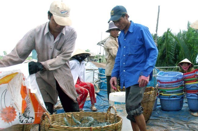 Nông dân thu hoạch tôm tại ruộn