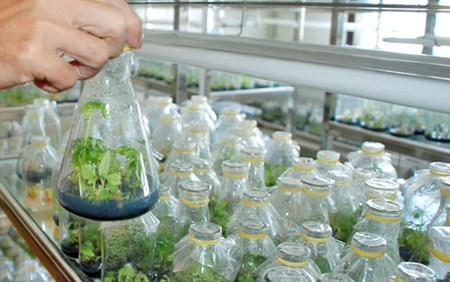 nông nghiệp công nghệ cao