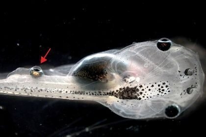 Con nòng nọc với một con mắt hoạt động một phần cấy vào đuôi.