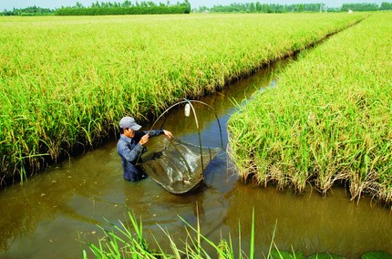 Vua tôm sú: Vì đâu nông dân chưa thoát nghèo?