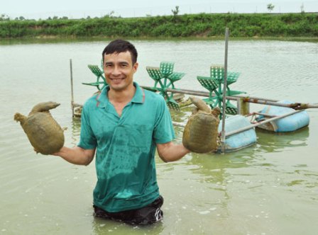 nuôi ba ba thương phẩm