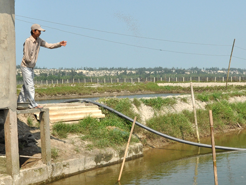 nuôi cá phá Tam Giang