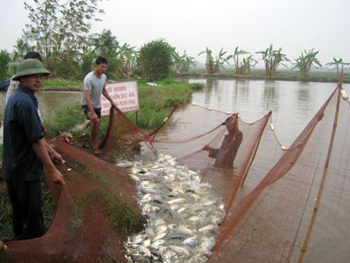 thu hoạch cá