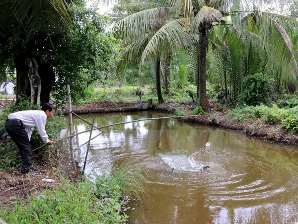 nuôi cá bống tượng