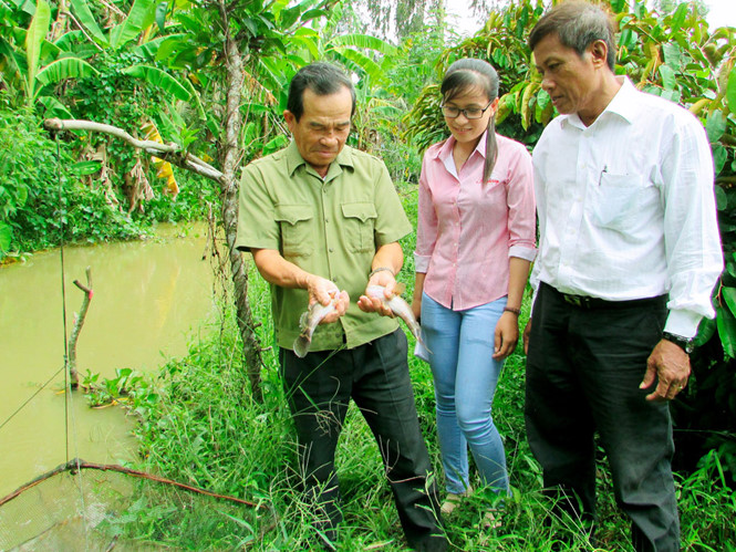 nuoi ca bong tuong