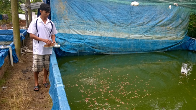 Làm giàu nhờ nuôi cá cảnh