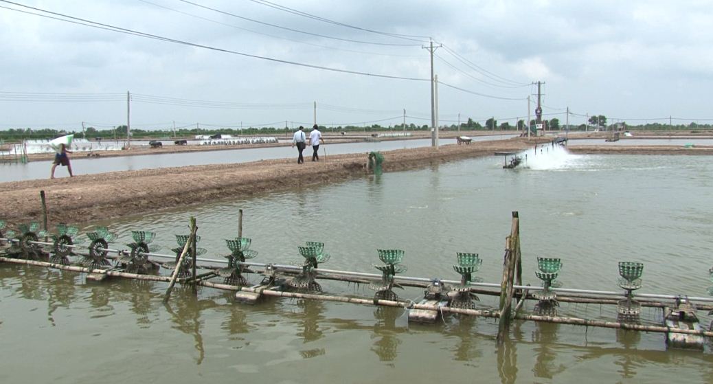 Nuôi cá nâu  loài cá thích nghi rộng muối nhiều triển vọng  Agrivn