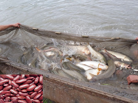 Nghệ An: Thành công mô hình nuôi cá trắm, chép dai giòn