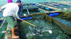 Kỹ thuật nuôi cá chim vây vàng