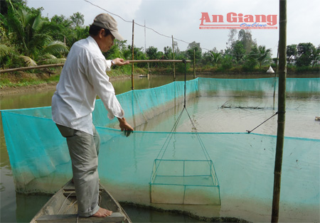 nuôi cá chình trong màng lưới