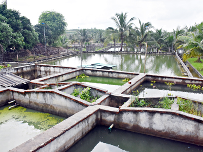 nuôi cá chỉnh, nuôi cá chỉnh xuất khẩu